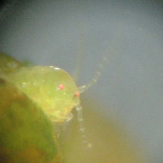 Photo of amphipod on Bifurcaria bufarcata